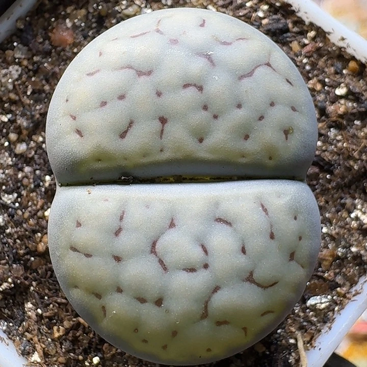 生石花111111。  83