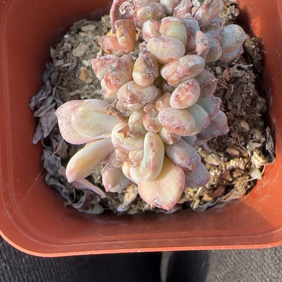 小卡拉米糖心一物一拍