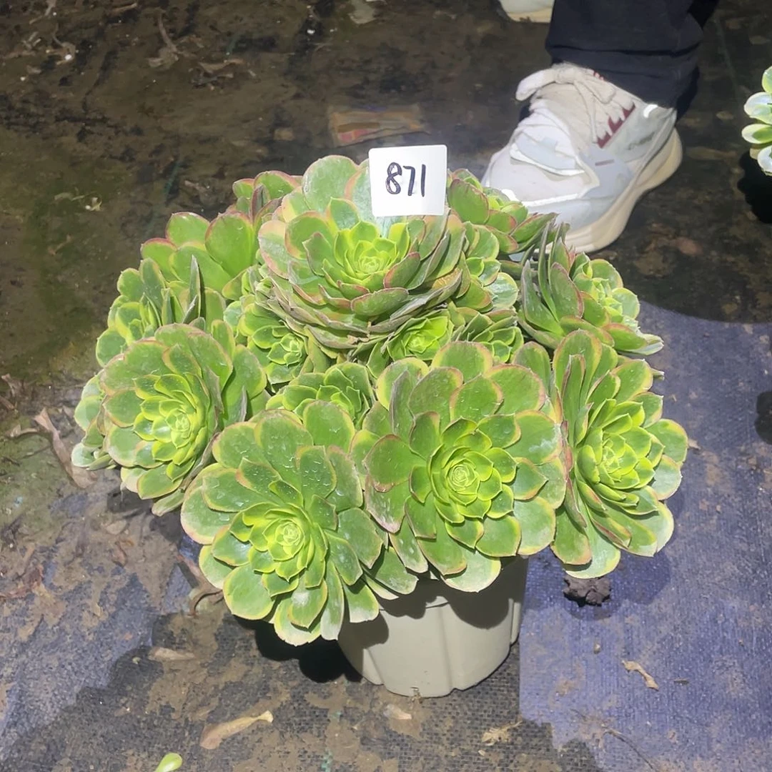 淘*乐871法师植物奶白