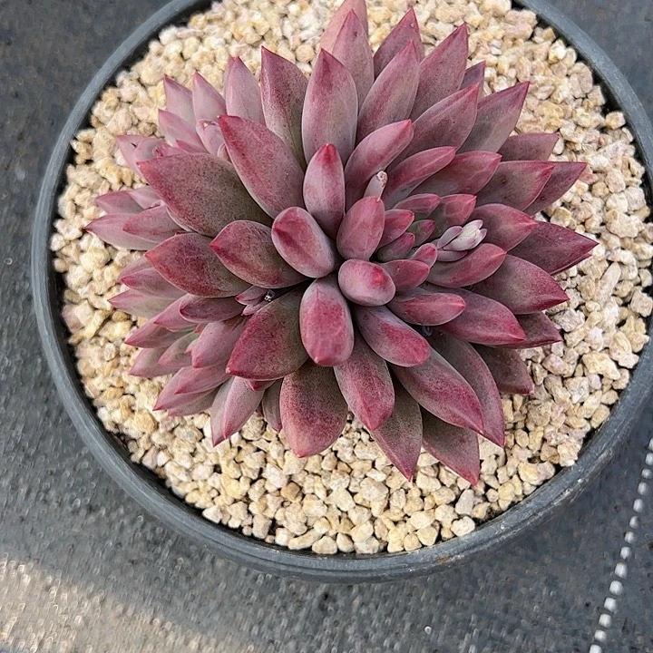 【闪购商品】流沙虞美人