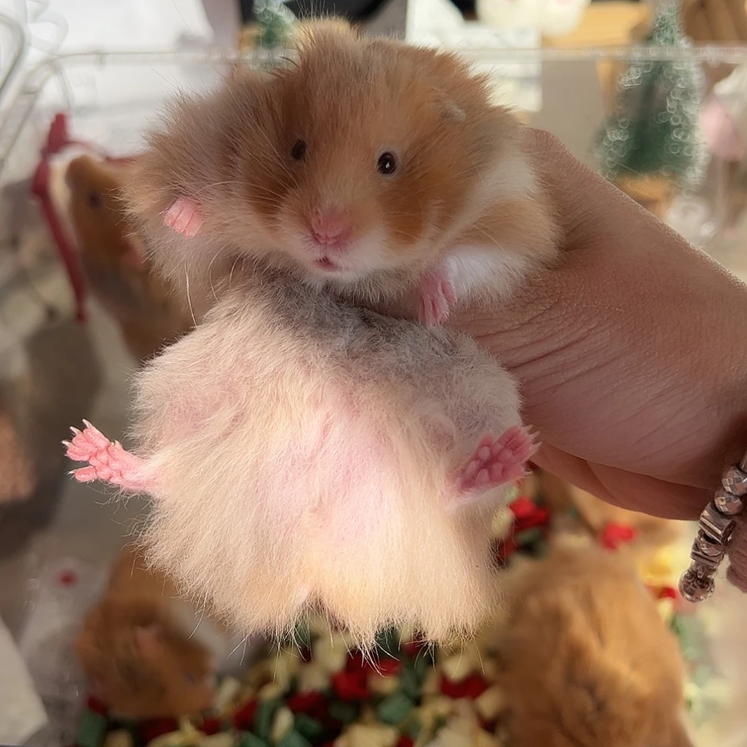 11月5日携重点色小橘子弟弟