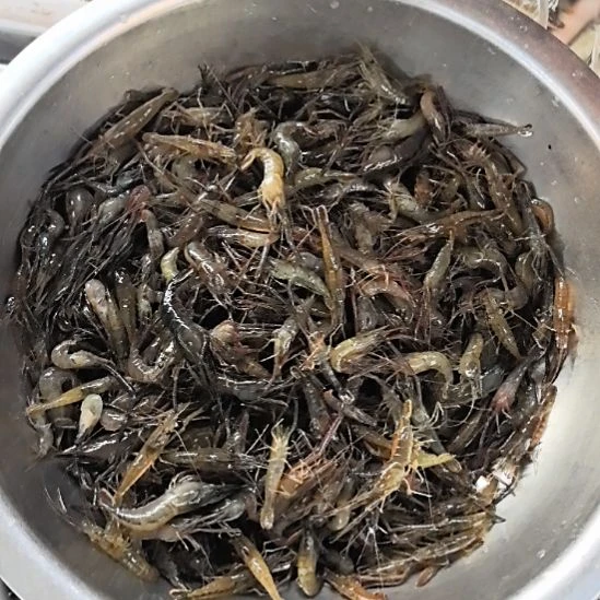 石台小李代购河虾2斤