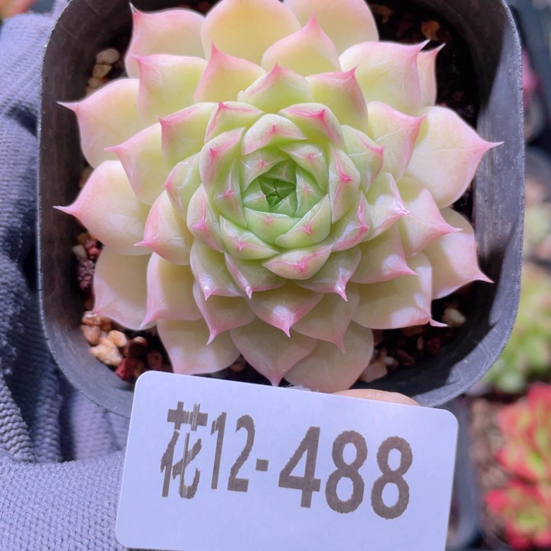 花利美12-488清浅