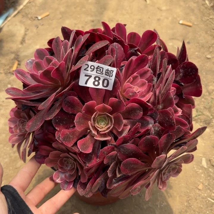 美杜……多肉植物……