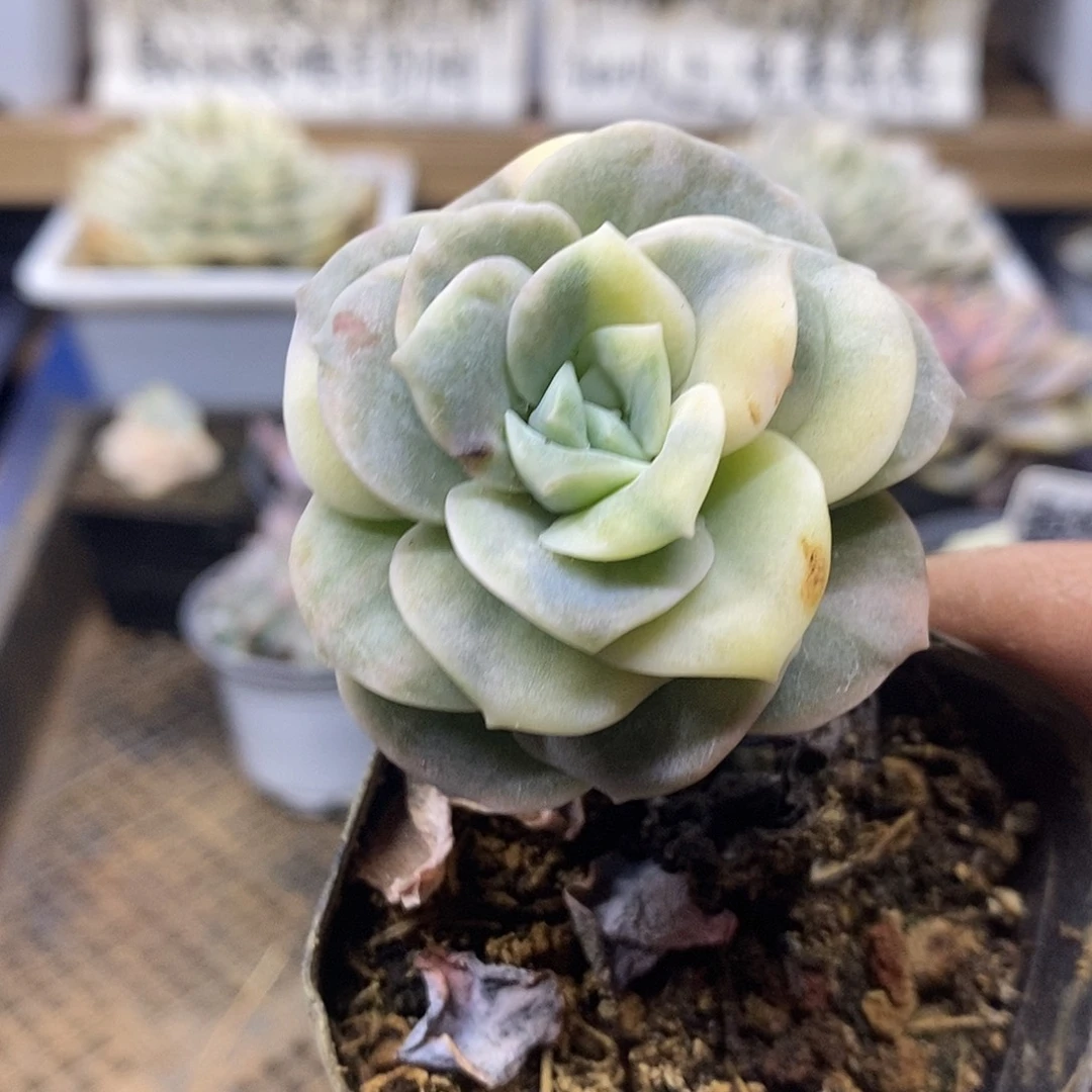 1376 可爱玫瑰花脸锦