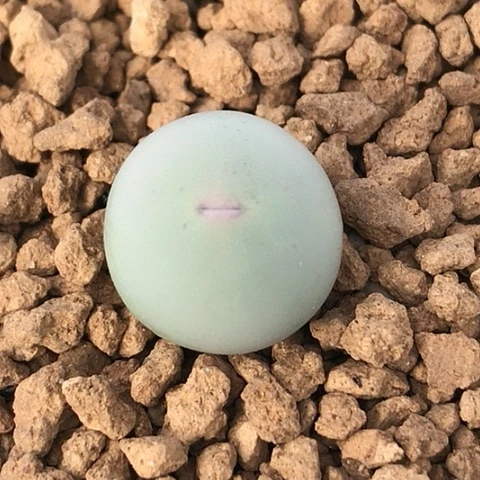 多肉肉锥 1102Ｖ嘴