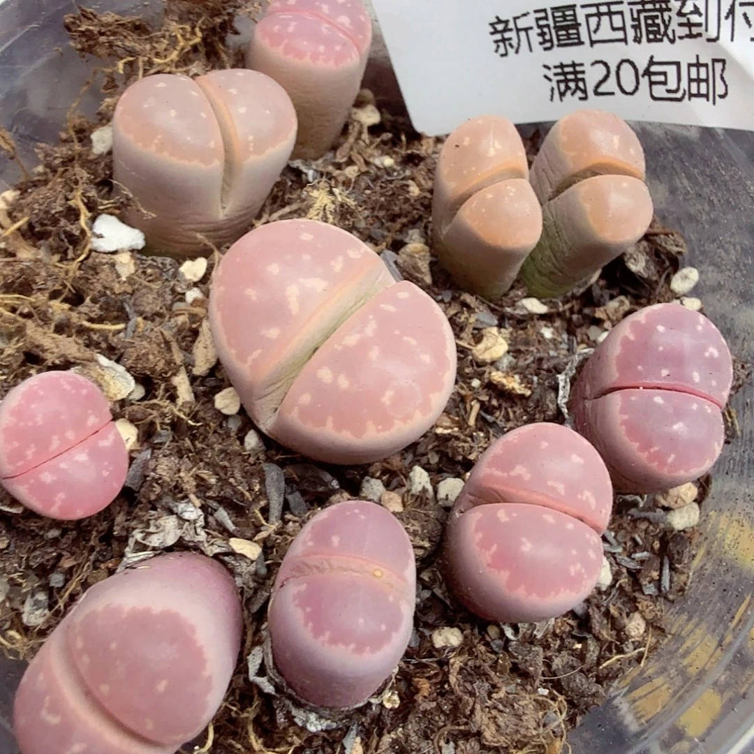 哈哈笑了啊太有魅力256不