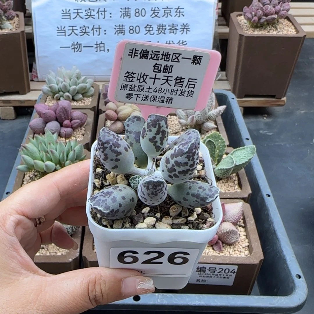626特白肌海报多肉植物