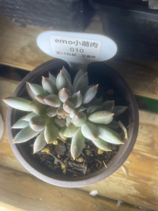 挥霍挑选哥特群多肉