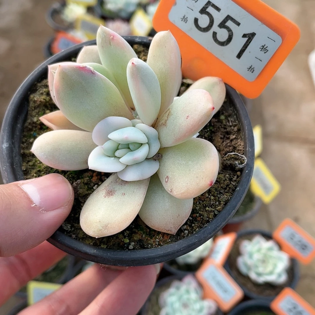 【闪购商品】551底座