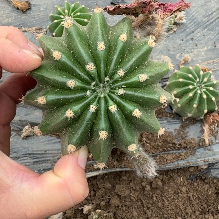 319彩草芙蓉根脱土发货7公分左右斑歪