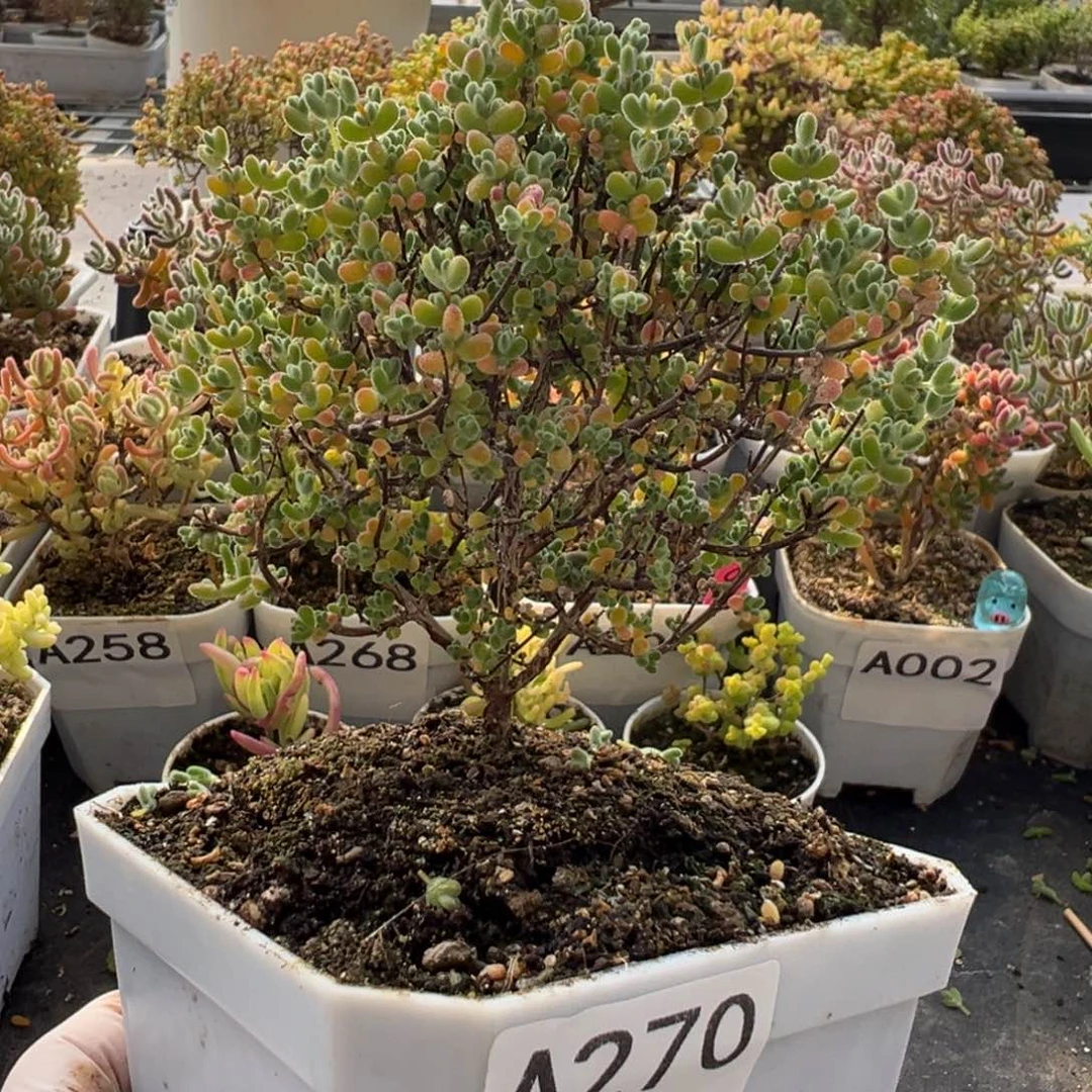A270莱斯枝干一物一拍
