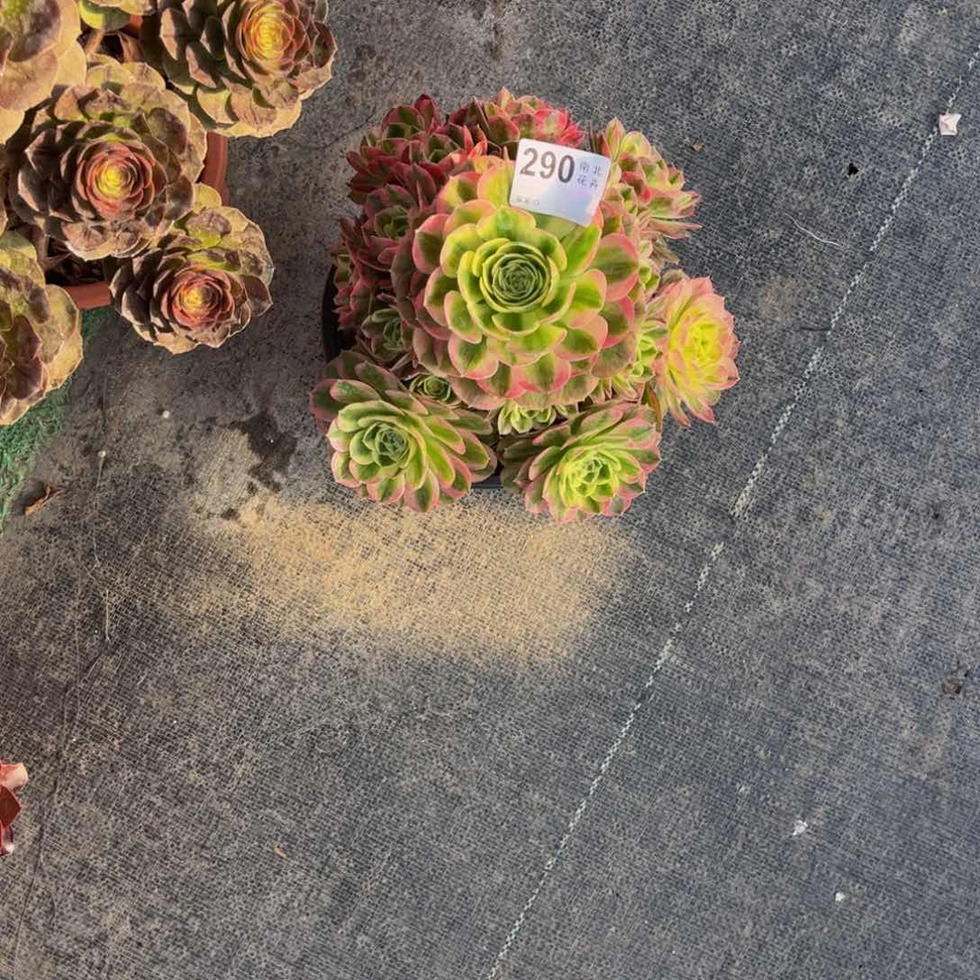 凤多肉玉滋0000000290