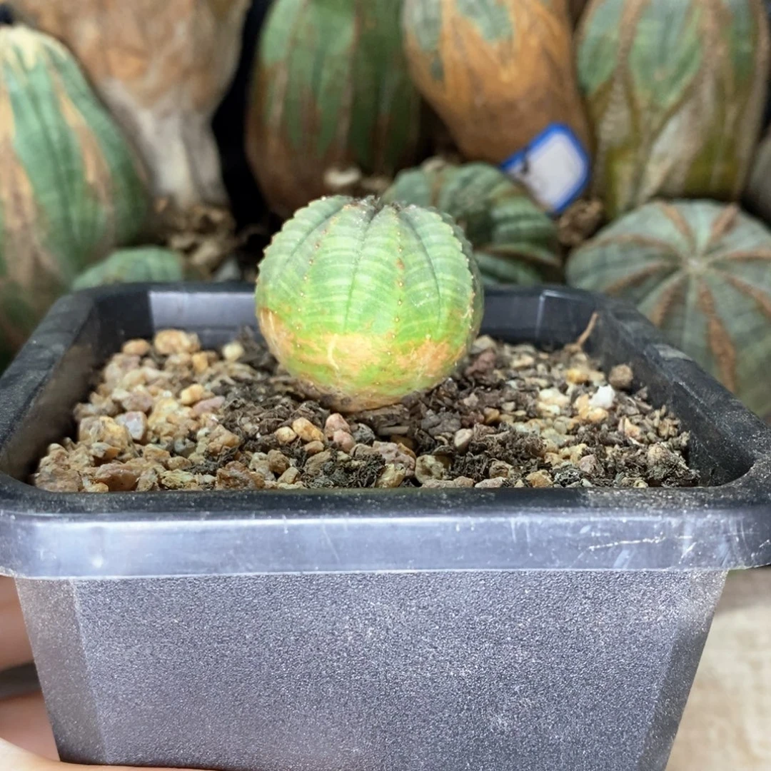 布纹球福利精品一物一拍