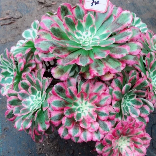 &***装无花朵34号天合法师多肉植物
