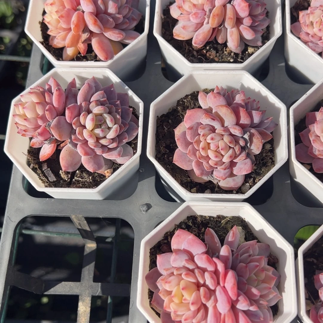 星星橙双头到手1颗量拍多肉满18元包邮下午发货