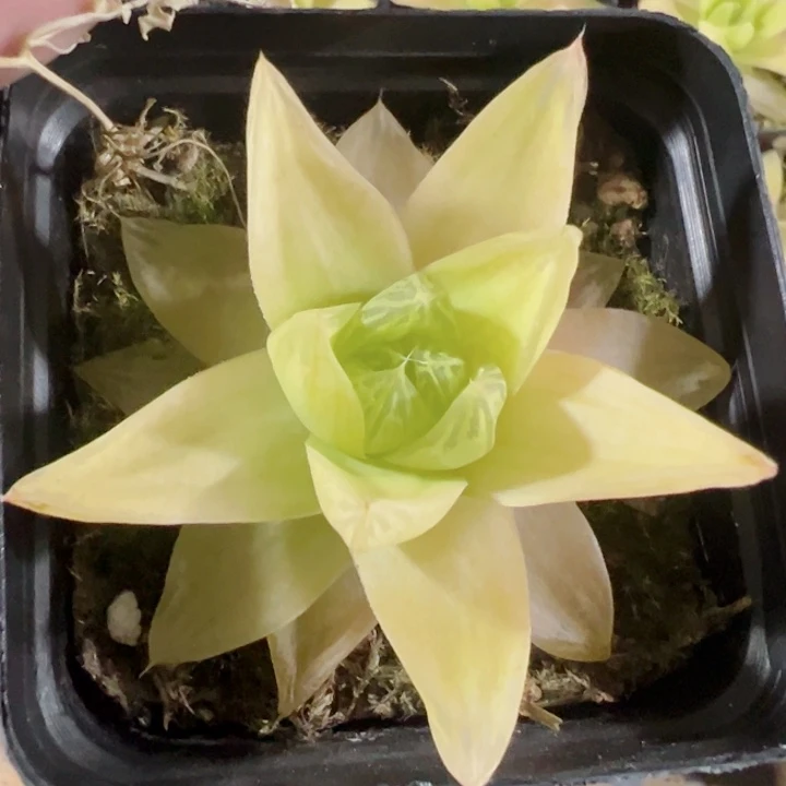 黄金玉露精品多肉植物