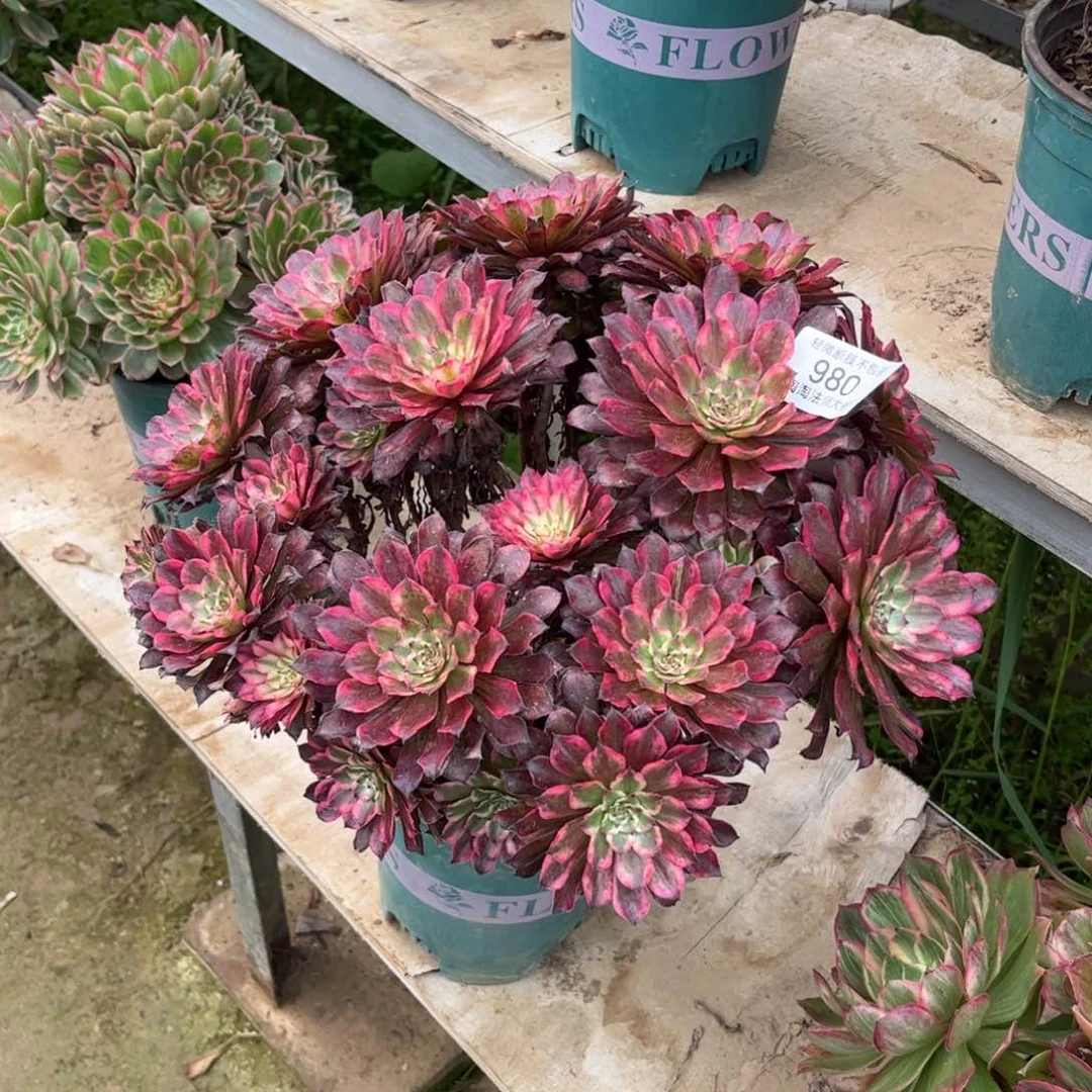 980雪姬修过特价多肉植物