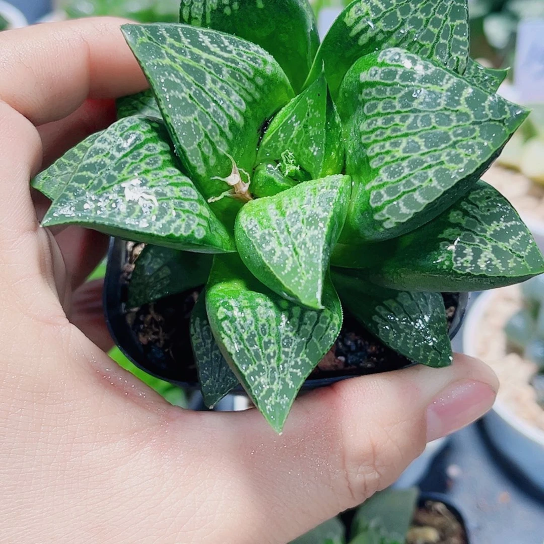 唐草狮子新手福利