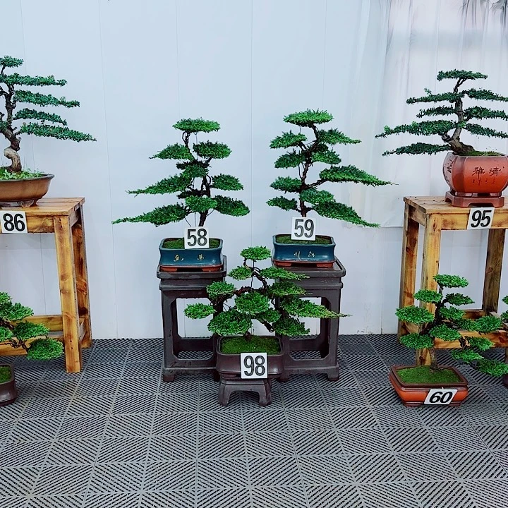 无花朵松柏盆景一物一拍