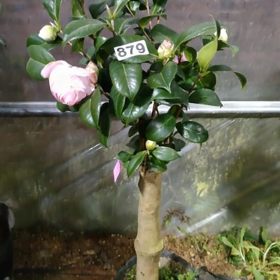 879白瑞奇，康寿桃，原盆原土发货