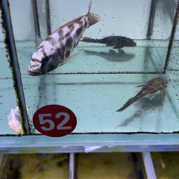 海水鱼三湖慈鲷，热带淡水鱼