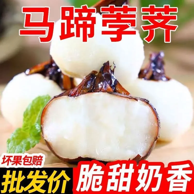 【当季荸荠】25正宗马蹄多汁荸荠现挖农家做饭蔬菜应当季多汁