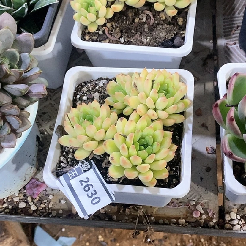 【闪购商品】甲骨文2630