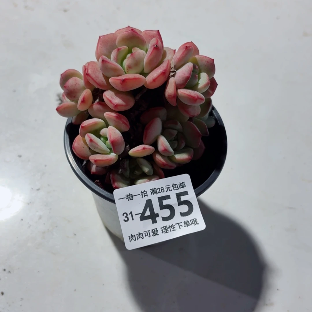 白底香草无盆土发货无盆土发货