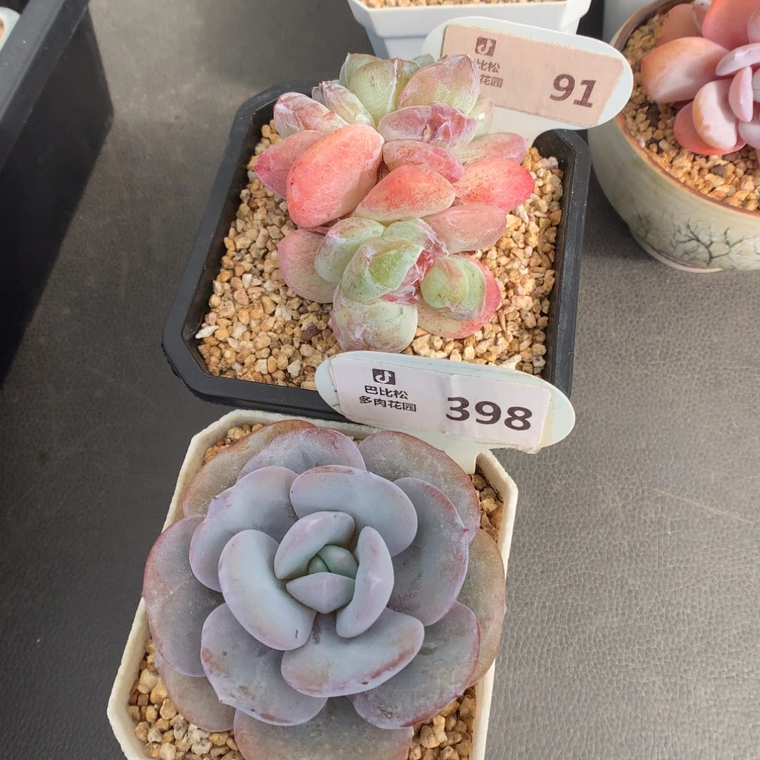 猫***宁91-398 奶茶和石化