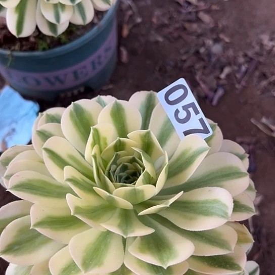 浅****9多肉植物一个