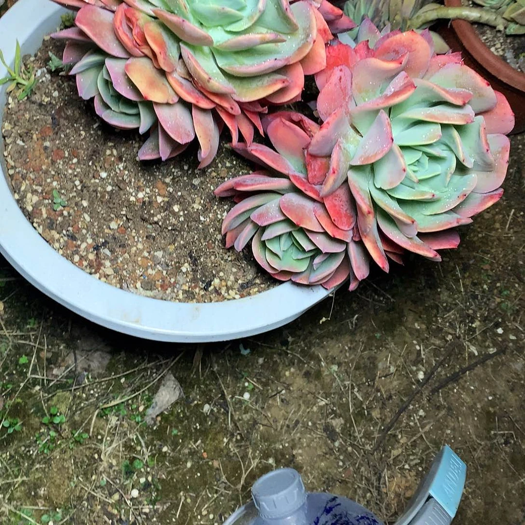 绮罗仙子一物一拍