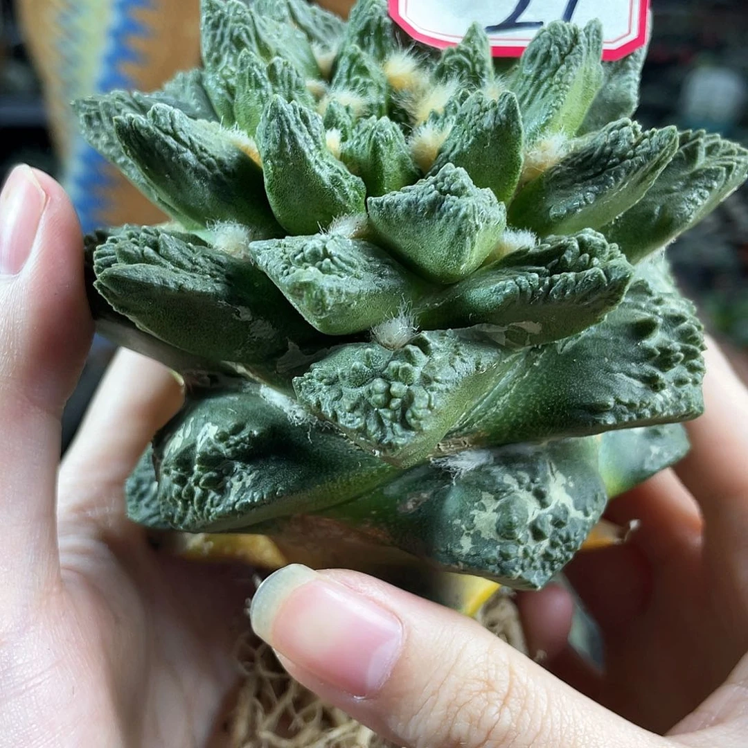 狂***牛27号自根大龙角龟萝卜根