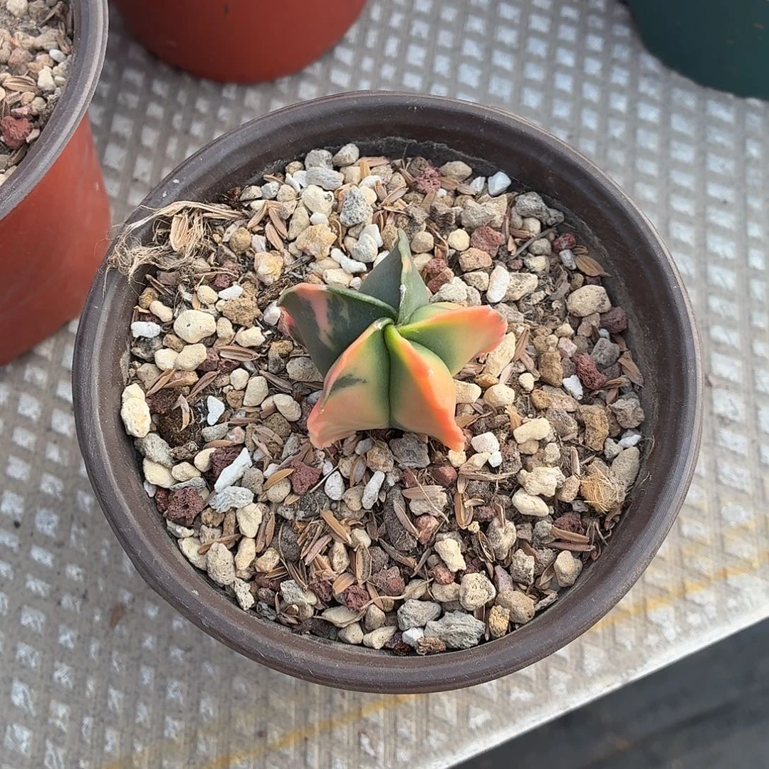 小***9无花朵鸾锦！！！！！！！！