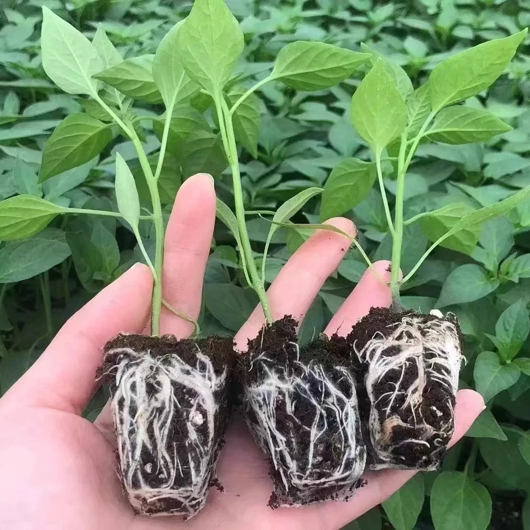 线椒苗茄子苗西红柿苗