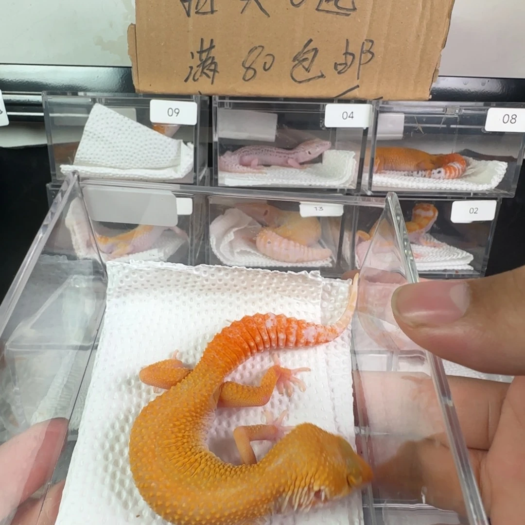 豹纹守宫川普血蜜橘妹妹