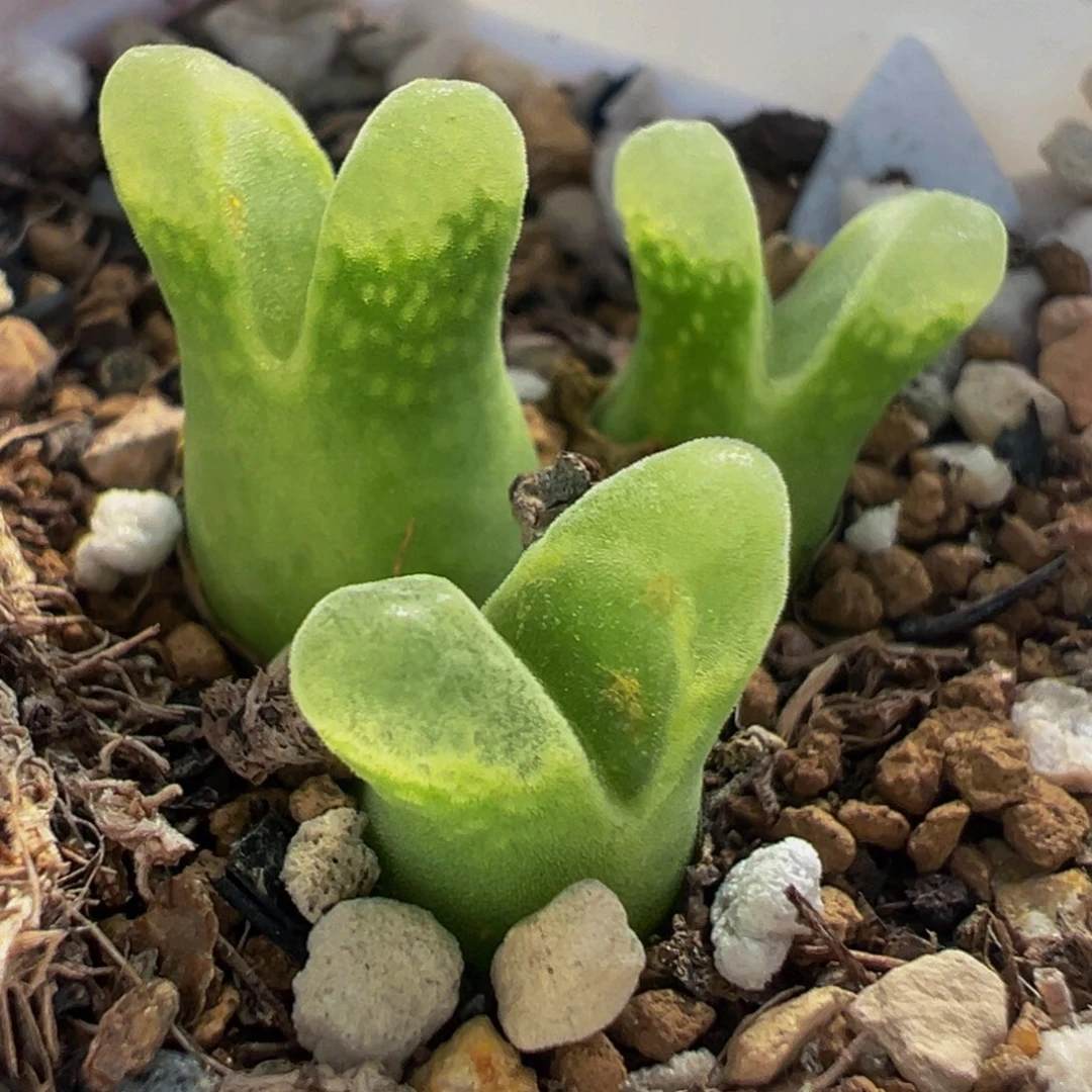 特价冰奶瓶群多肉植物