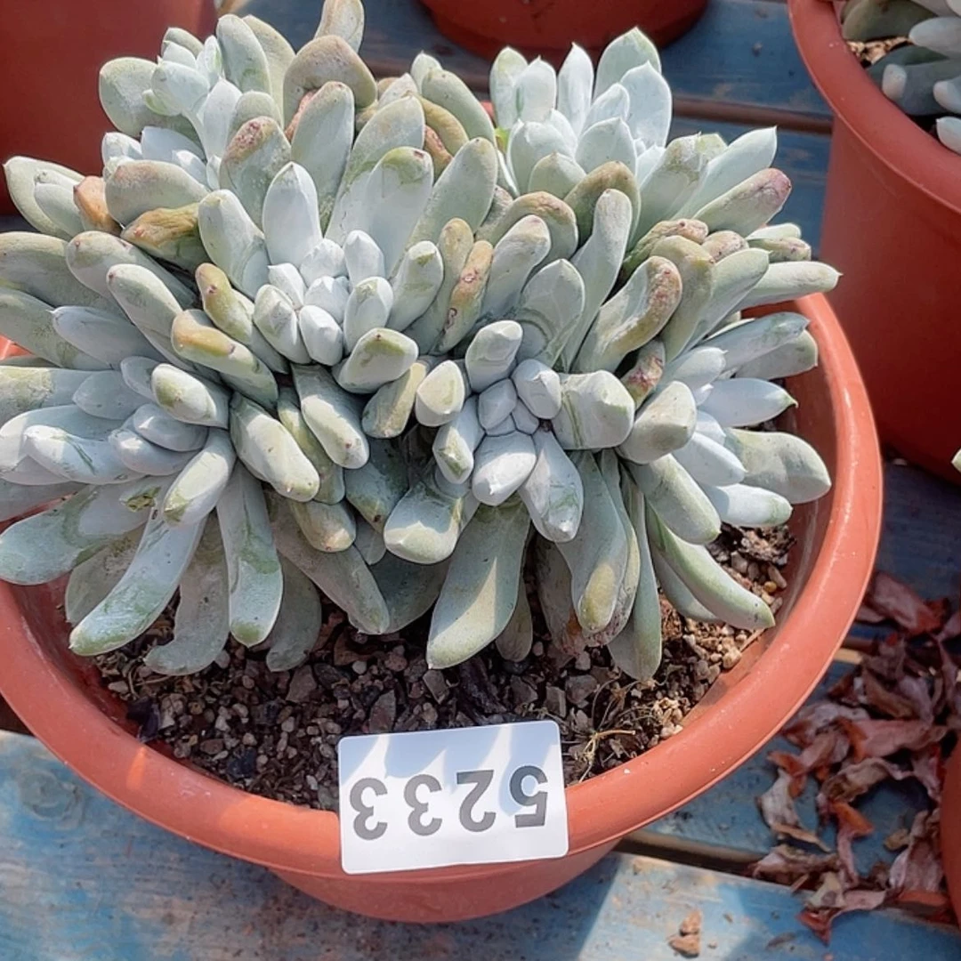 【闪购商品】妖*拇指拇指