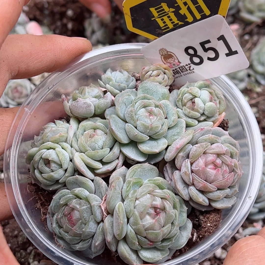 多肉植物多肉植物