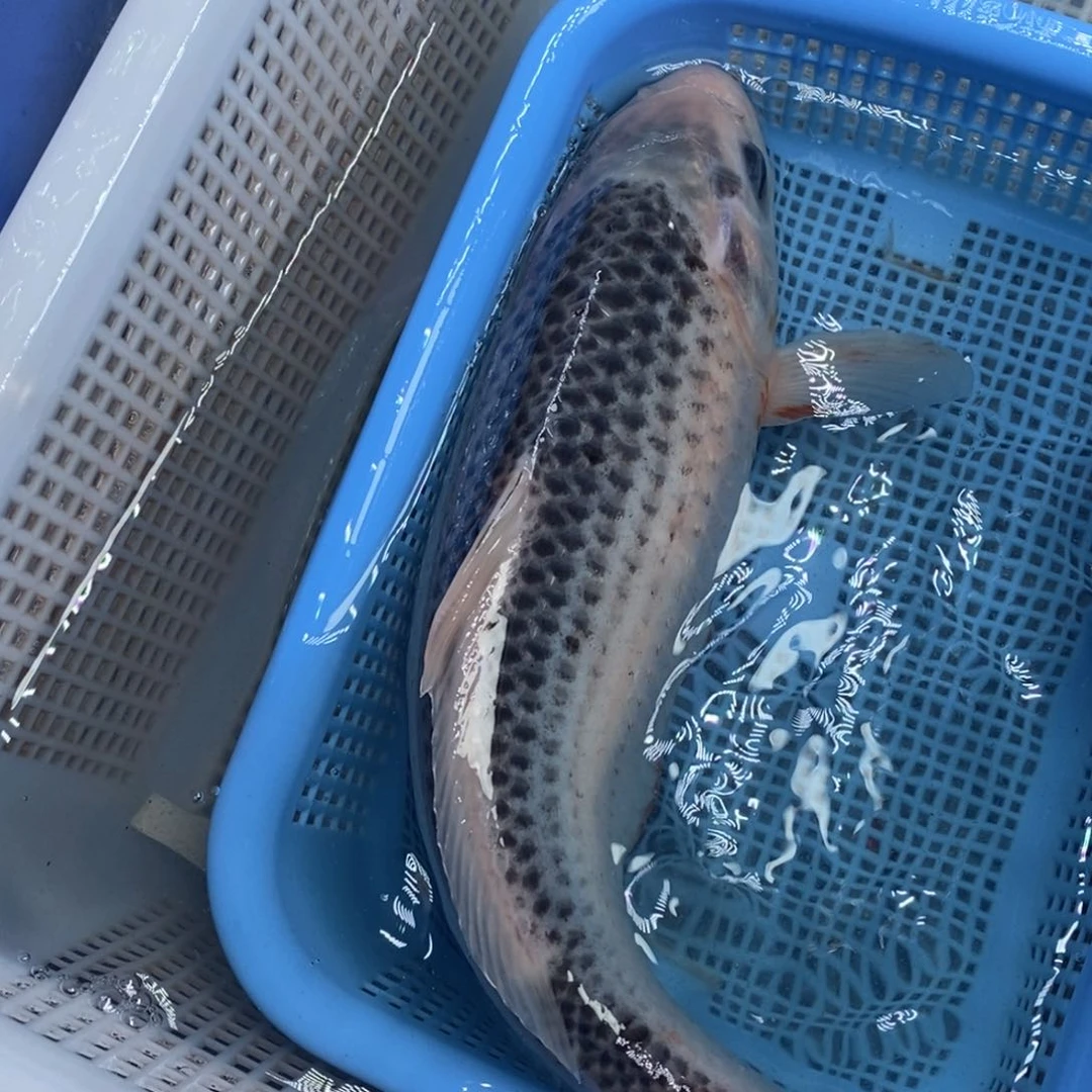 锦鲤冷水锦鲤包邮