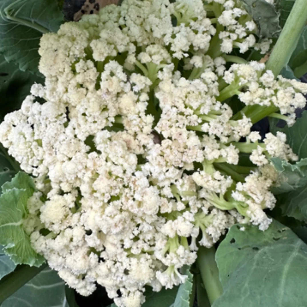 瑕疵绿梗散花2斤绿色蔬菜