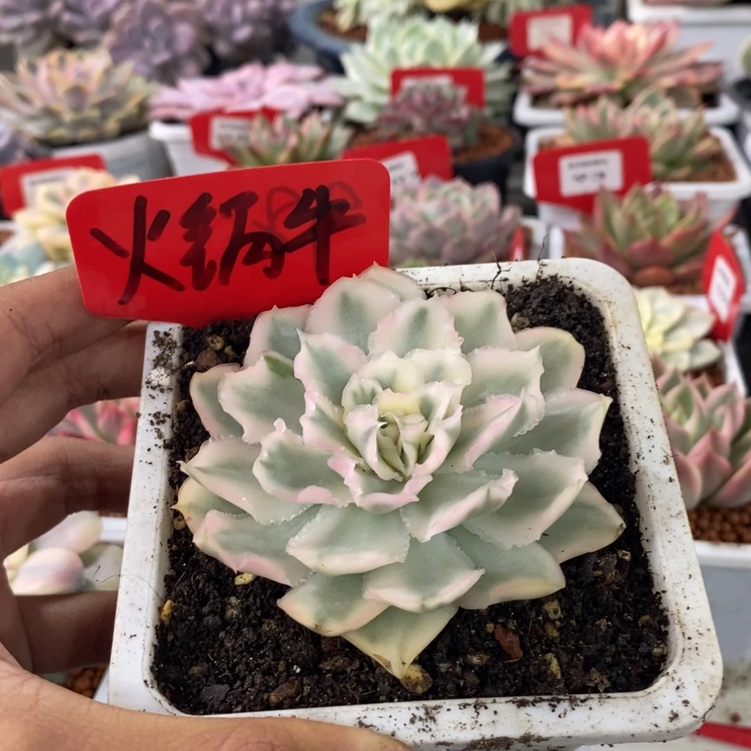 麻***牛火锅牛姐寄养链接