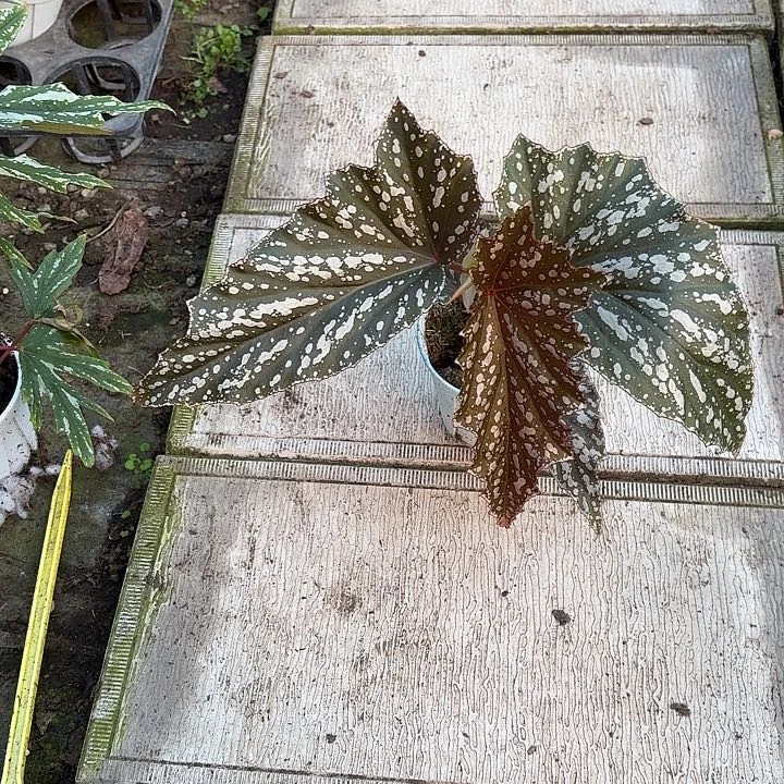 完全开放陨石秋海棠