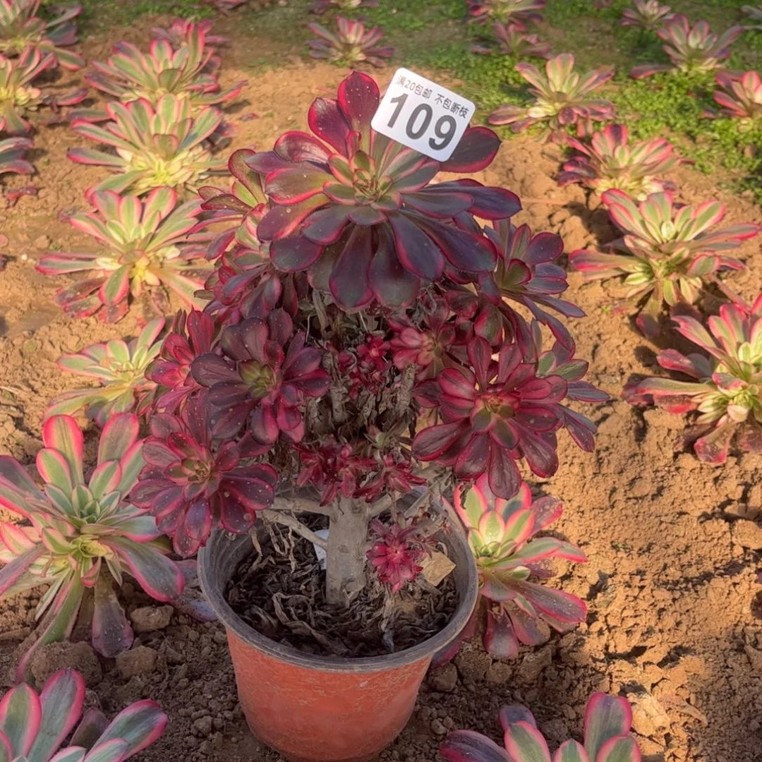 秋***°香奈儿109不包断枝