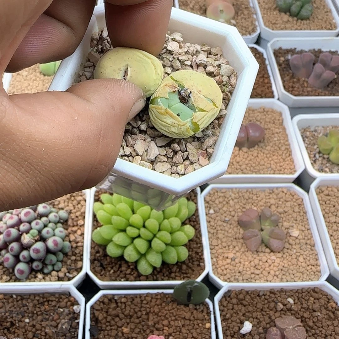 刘**a哈哈哈哈哈哈37641