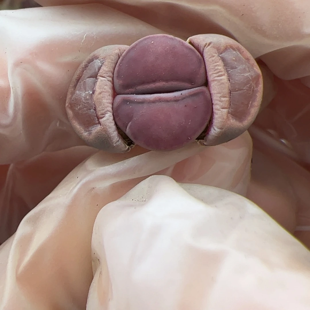 0596号紫菊饼干多肉植物