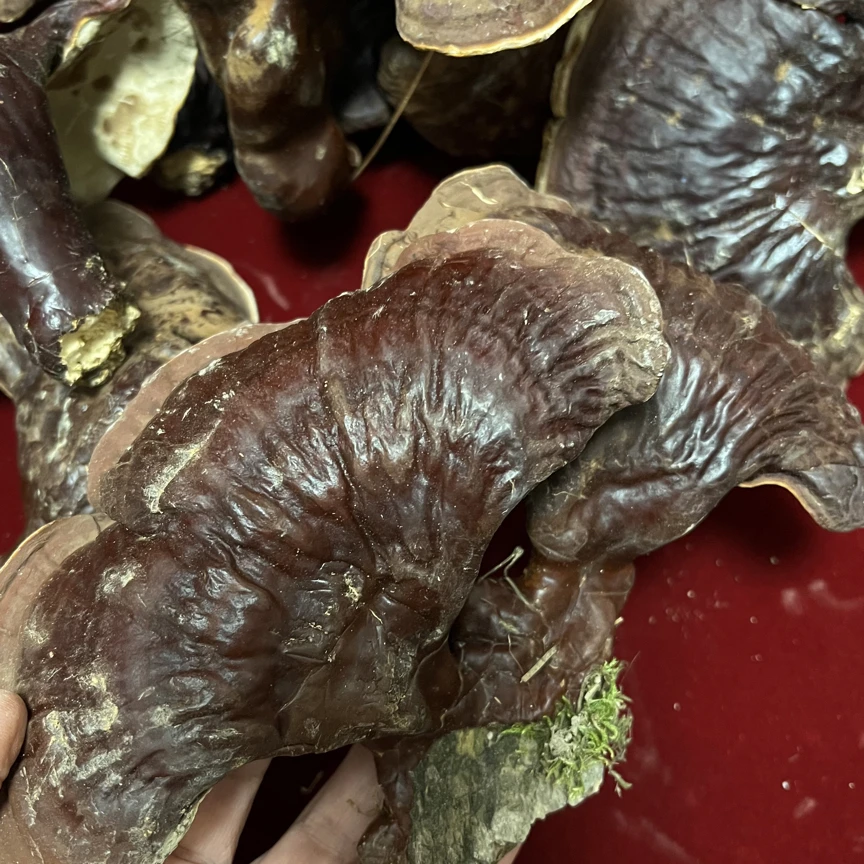 林下灵芝 松杉灵芝 菌味浓郁 泡酒煮水煲汤送礼可配礼盒