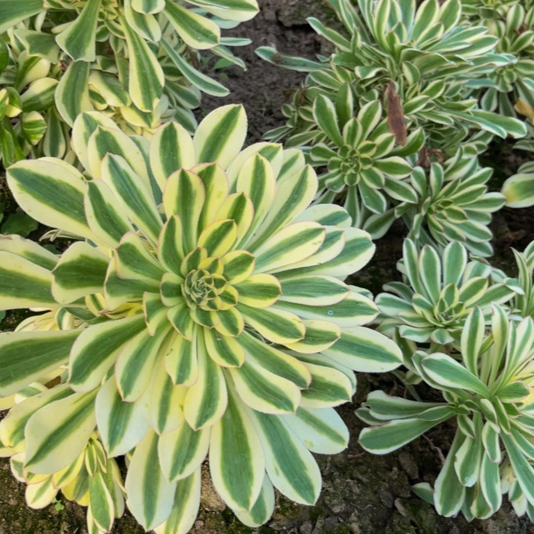 保时捷多肉植物捧花的