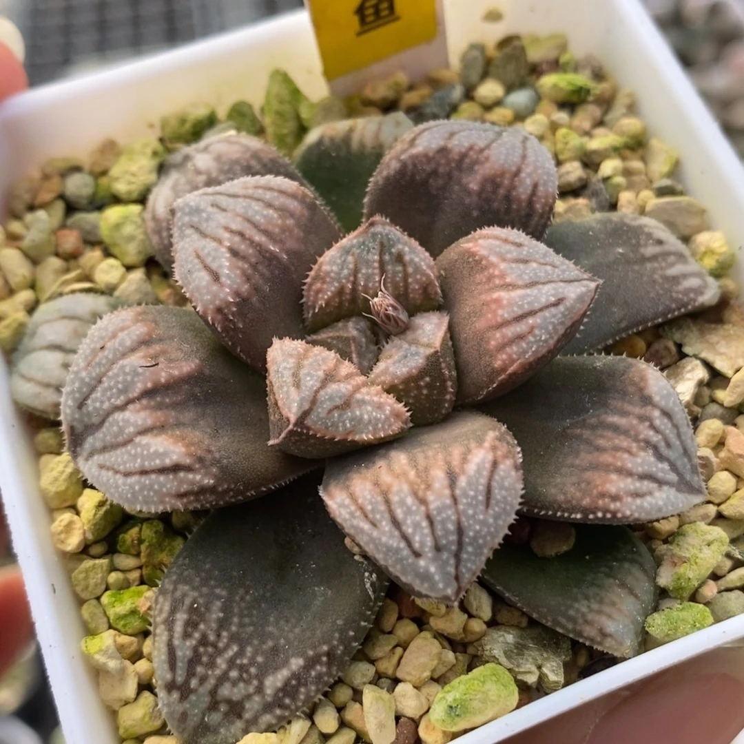 102江南雪一物一拍