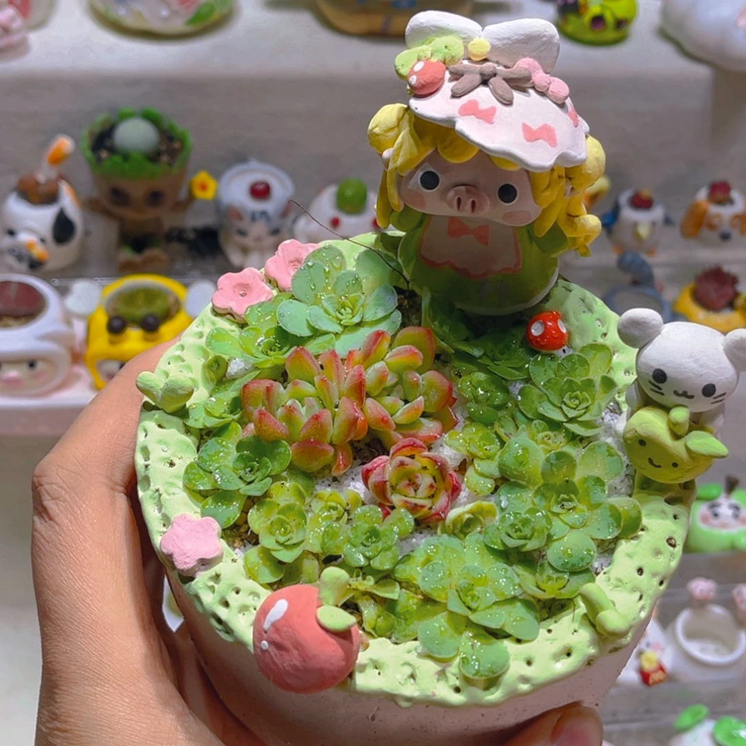 011高端多肉拼盘带盆土一套128